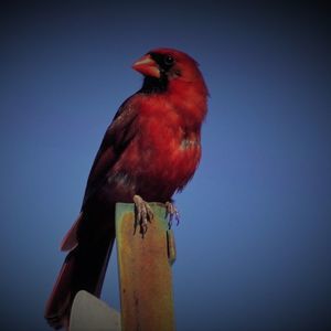 Meet your Posher, Bill